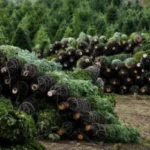 Buy Wholesale Christmas Trees (50 Trees – $1,250)