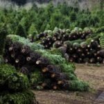 Wholesale Christmas Trees – Fraser Fir Sales in North Carolina